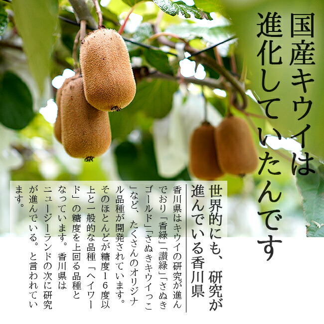 国産（香川産）キウイフルーツのお取り寄せ通販