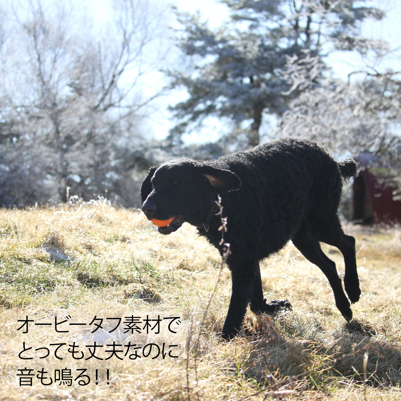 Planet Dog プラネットドッグ オービータフ スクイークボール