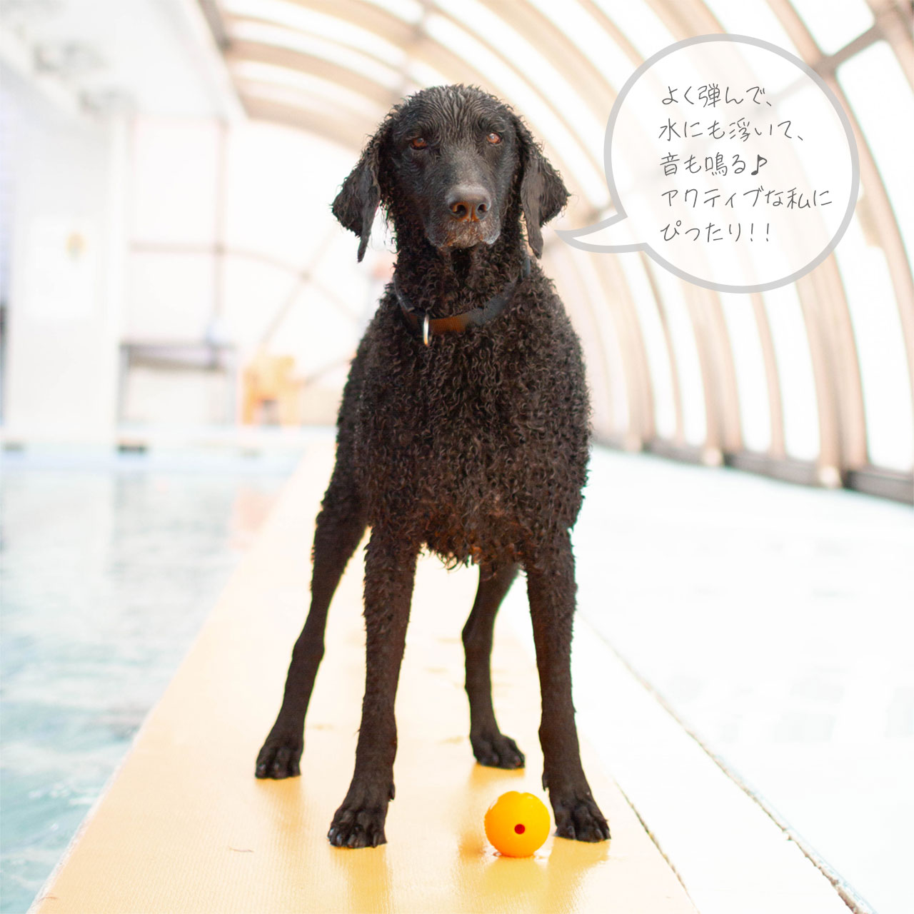 Planet Dog プラネットドッグ オービータフ スクイークボール
