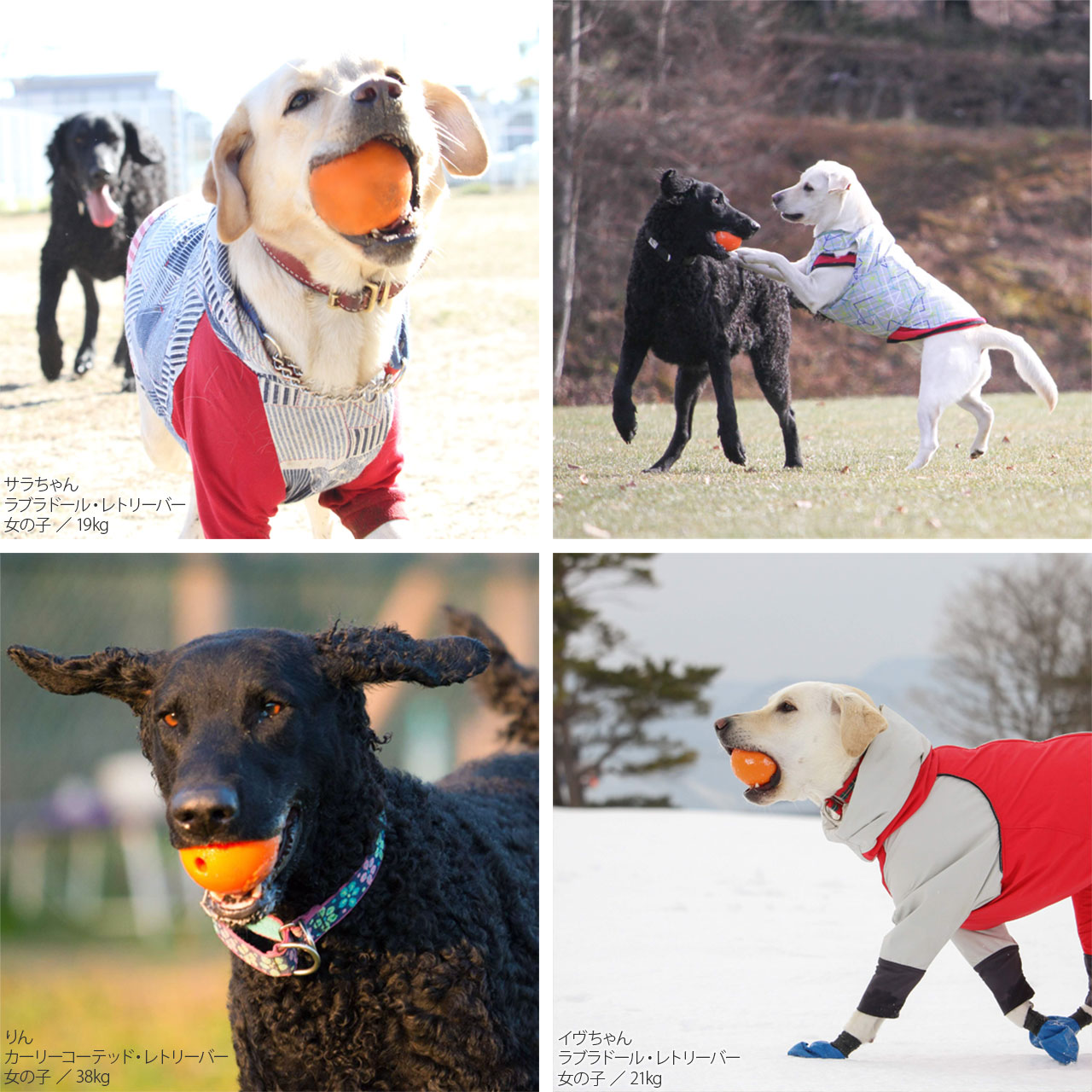 Planet Dog プラネットドッグ オービータフ スクイークボール