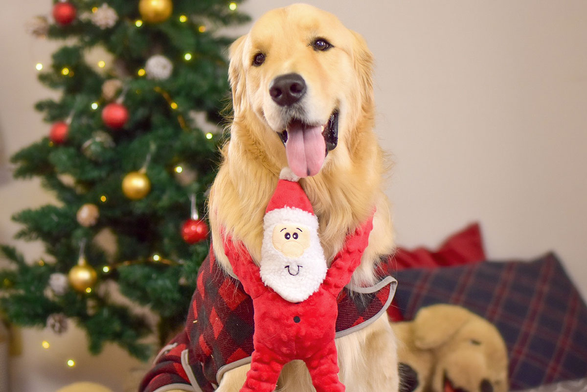 ZippyPawsロープタグサンタじょんくんクリスマスツリー前