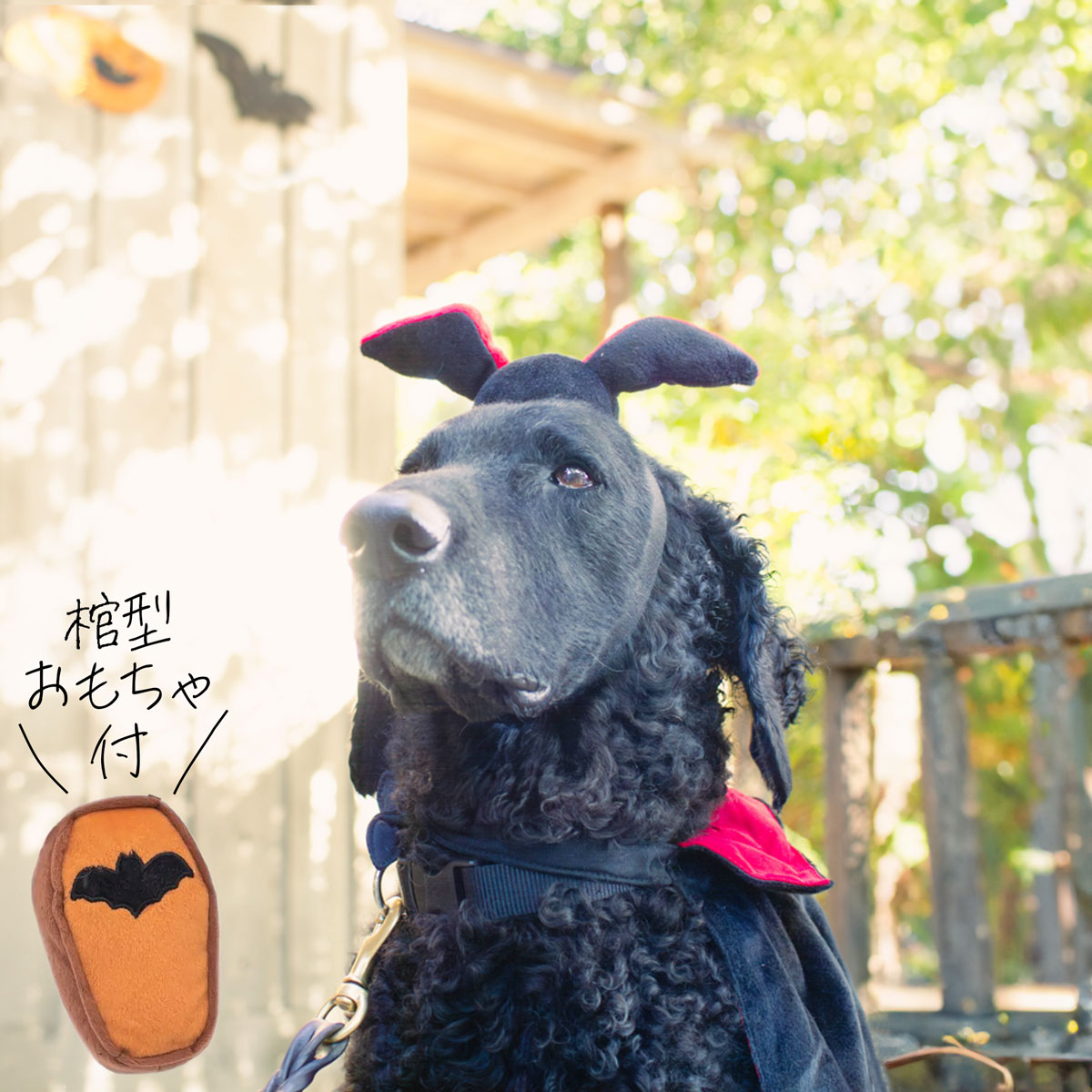 ZippyPawsジッピーポウズハロウィン コスチュームキット ドラキュラりんヘッダー