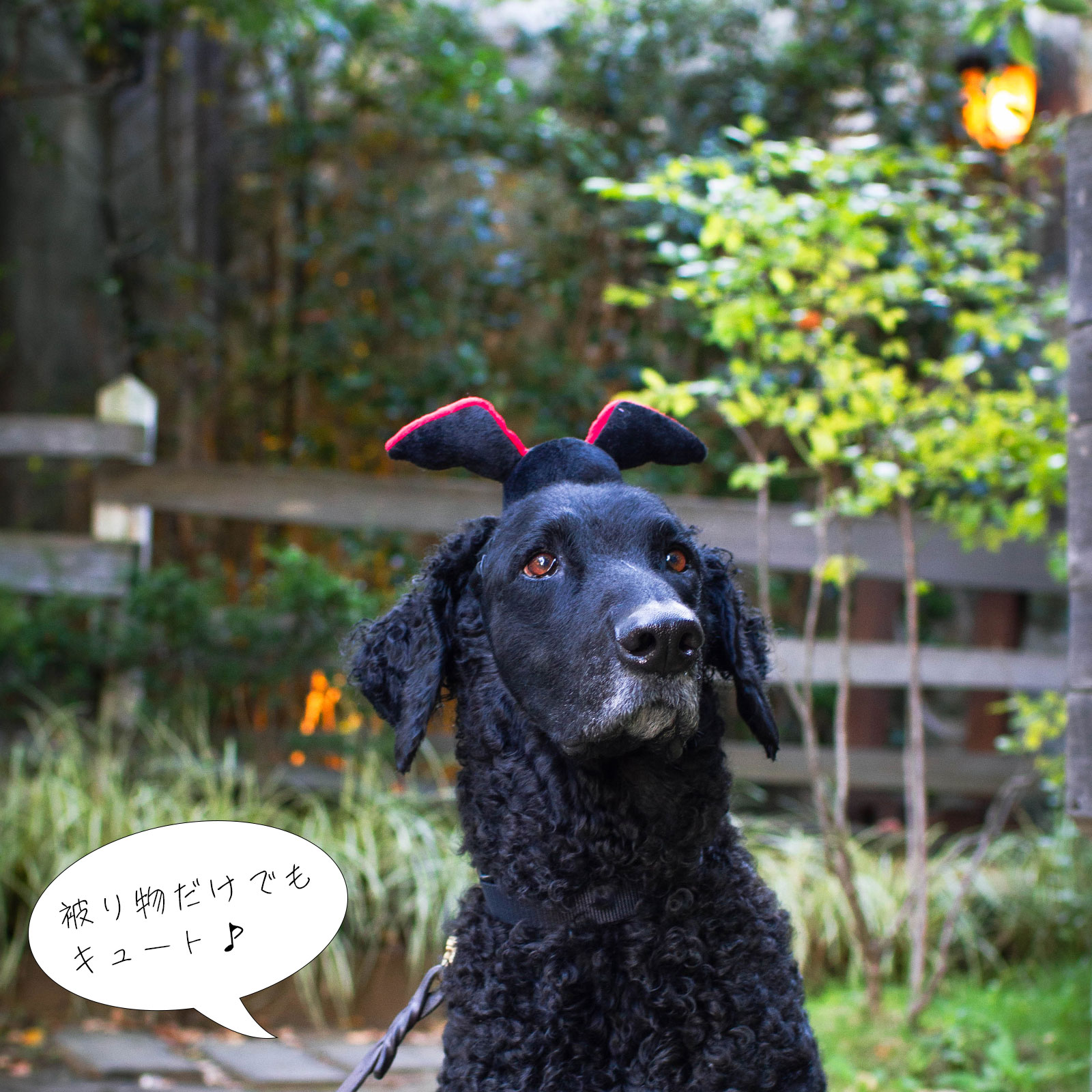 ZippyPawsジッピーポウズハロウィン コスチュームキット ドラキュラ りん被りもの