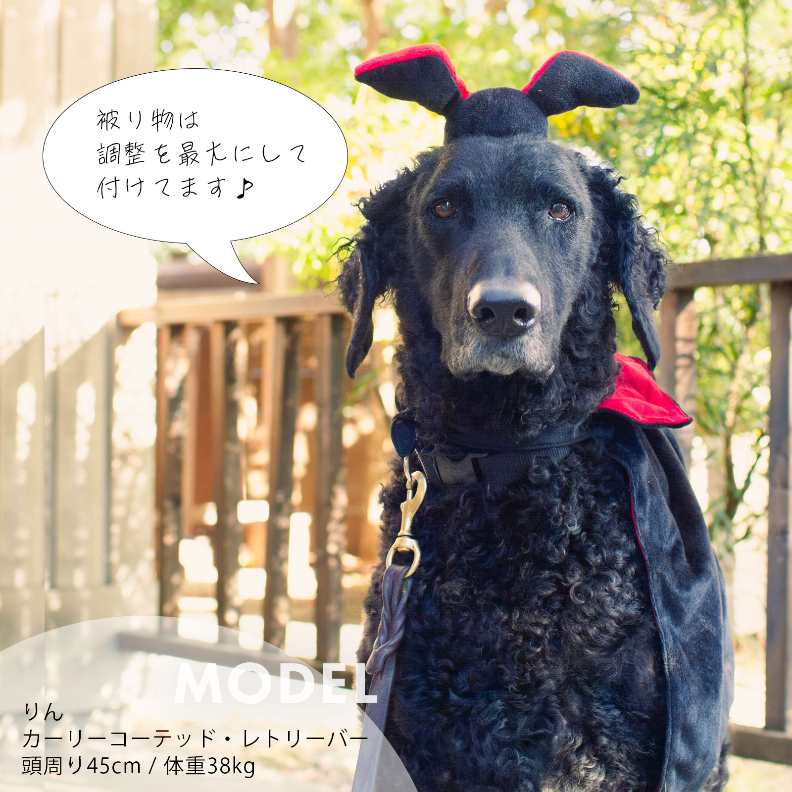 ZippyPawsジッピーポウズハロウィン コスチュームキット ドラキュラ モデルりんネーム