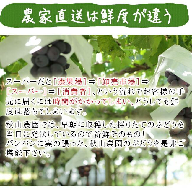 ピオーネ 種なしぶどう のお取り寄せ販売（通販） - 《公式》ときわ