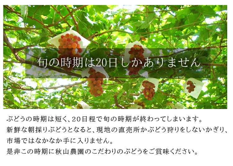 ������ δ���ࡡ����ϩ