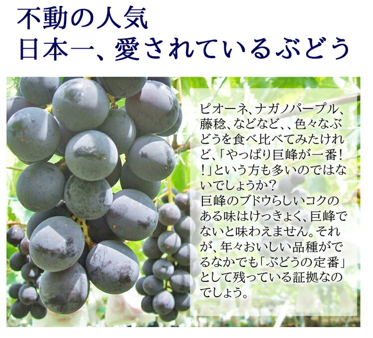 ブドウ お盆から秋口 予定。 無農薬｜食品・飲料・酒