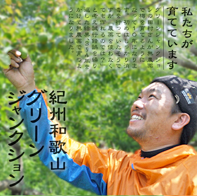 お花の定期便-ミディアム- （クール便あり） | 観葉植物・お花の