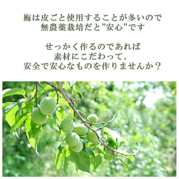 青梅 南高梅 無農薬 2Kgのお取り寄せ販売（通販）送料無料でお届け