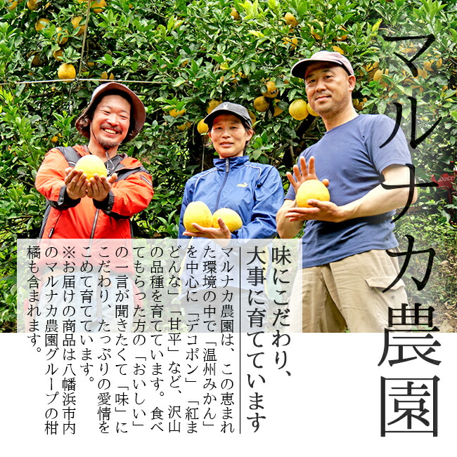 奇跡のみかんはるか（愛媛産）5Kgのお取り寄せ販売（通販）送料