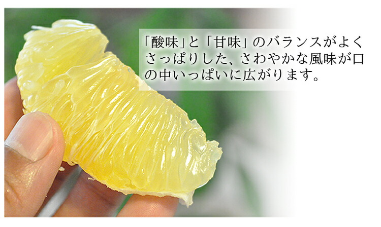 河内晩柑 訳あり お取り寄せ販売（通販） 愛媛 八幡浜産