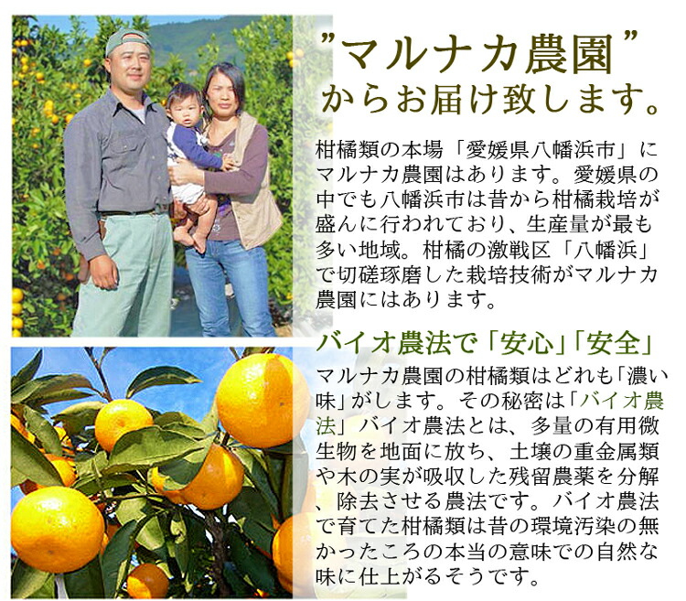 河内晩柑 訳あり お取り寄せ販売（通販） 愛媛 八幡浜産