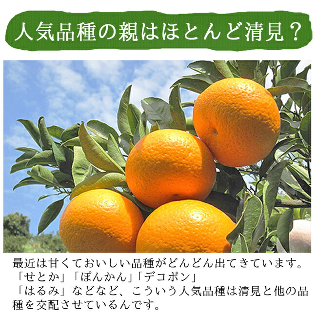 清見オレンジ 清見タンゴールのお取り寄せ販売（通販） 愛媛