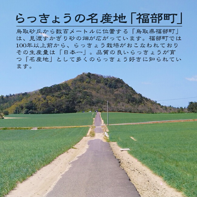 鳥取県産 農薬不使用 砂丘らっきょう〘 16日発送、17日18時以降時間指定〙 2025年最新】砂丘らっきょうの人気アイテム - メルカリ