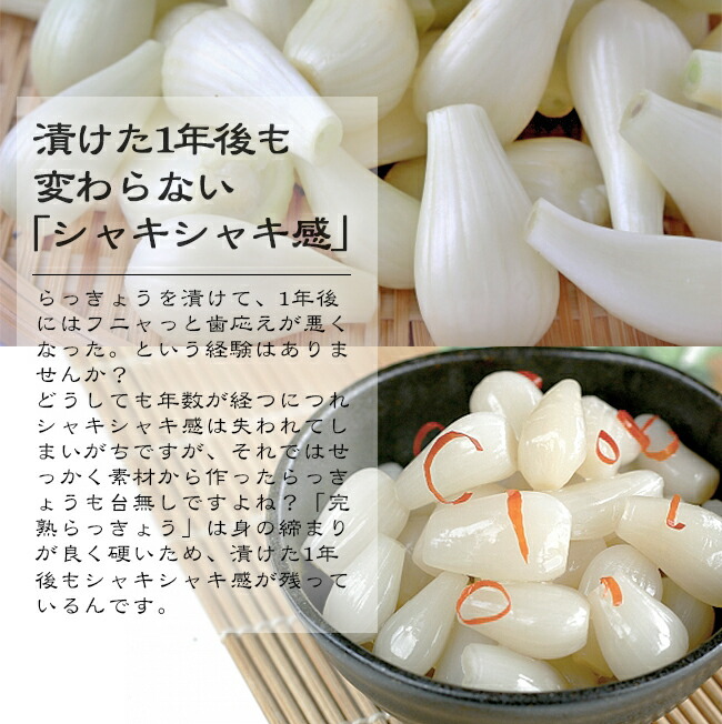 生らっきょう 砂丘らっきょう 9kg お取り寄せ 通販 土付き（砂