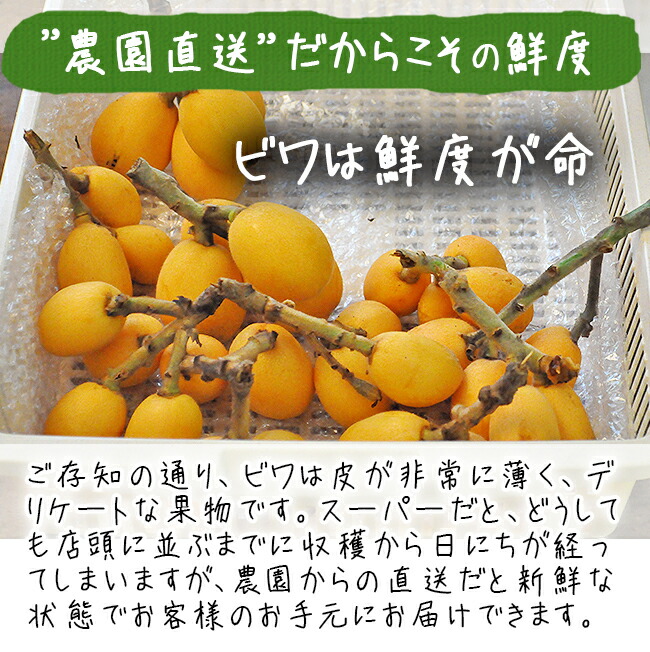 びわ 茂木びわ 無農薬 長崎産 1Kgのお取り寄せ販売（通販）送料