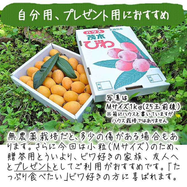びわ 茂木びわ 送料無料 1.5kg Mサイズ 無農薬 長崎産 果物